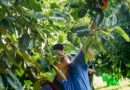 Reconoce Agricultura zonas libres de barrenadores del aguacate en Michoacán, Jalisco, Nayarit y Guerrero  