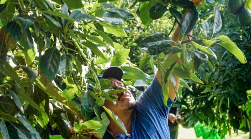 Reconoce Agricultura zonas libres de barrenadores del aguacate en Michoacán, Jalisco, Nayarit y Guerrero  