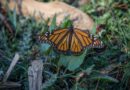 Aumenta presencia de Mariposa Monarca en bosques mexicanos