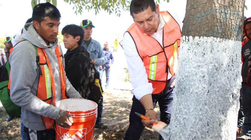 Con encalado, basado en criterios técnico-científicos, se protege arbolado urbano en Puebla