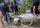 Operación Liberación: Gobierno del EdoMéx distribuye entre la población carne, aves y ganado asegurado
