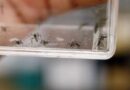 Despliega Secretaría de Salud jornadas preventivas contra el dengue en región sur del EdoMéx