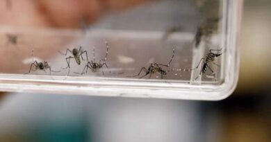 Despliega Secretaría de Salud jornadas preventivas contra el dengue en región sur del EdoMéx