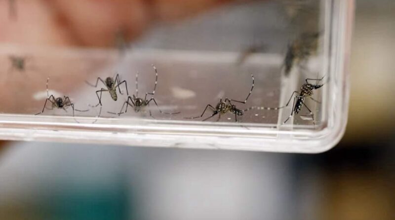 Despliega Secretaría de Salud jornadas preventivas contra el dengue en región sur del EdoMéx