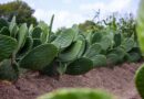 Potencia GEM cultivo de nopal, emblema de resiliencia y alimento saludable