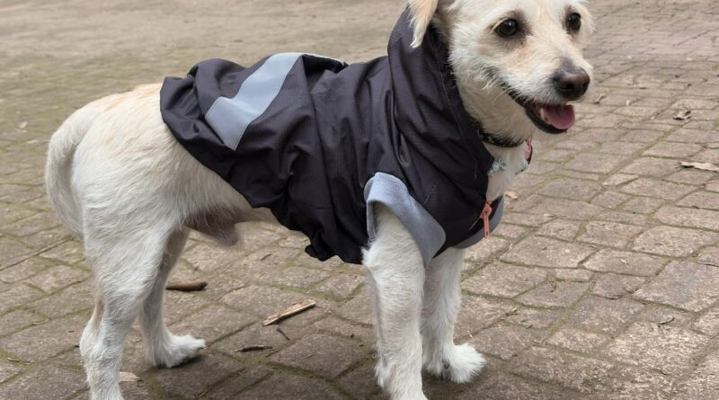 Moda y funcionalidad para tu mejor amigo: LLAOS PET lanza impermeables de alta calidad fabricados por Pets Excellence