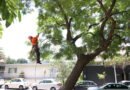 En acciones preventivas, retira Guadalajara más de 1,500 árboles que representaban riesgo