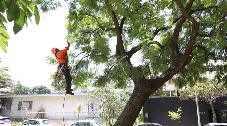 En acciones preventivas, retira Guadalajara más de 1,500 árboles que representaban riesgo