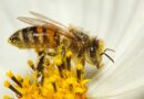 Presiones ambientales merman la presencia de abejas en México: UNAM
