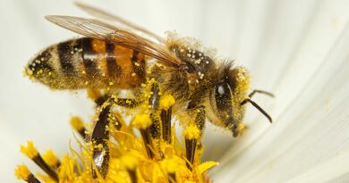 Presiones ambientales merman la presencia de abejas en México: UNAM