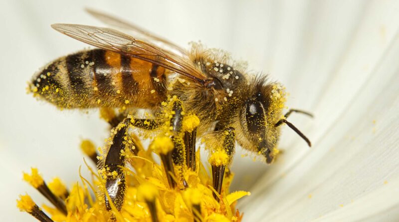 Presiones ambientales merman la presencia de abejas en México: UNAM