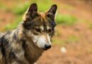 EdoMéx es pilar en la conservación del lobo mexicano: Cepanaf resguarda la mayor población de esta especie en el país
