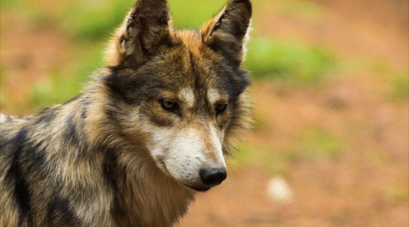 EdoMéx es pilar en la conservación del lobo mexicano: Cepanaf resguarda la mayor población de esta especie en el país