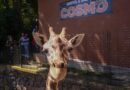 ¡Conoce a Cosmo! La nueva estrella del Parque Ecológico Zacango te espera este fin de semana