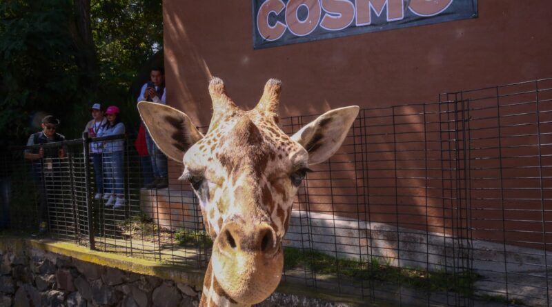 ¡Conoce a Cosmo! La nueva estrella del Parque Ecológico Zacango te espera este fin de semana