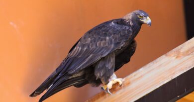 ¡Histórico! Gobierno del EdoMéx logra el nacimiento de un águila real en Zacango