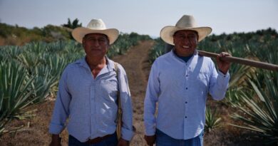 ¡Ya es oficial! Publica el DOF la Denominación de Origen del Mezcal Mexiquense en la gestión de la gobernadora Delfina Gómez
