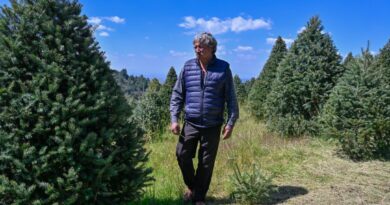 Arranca Gobierno del Estado de México venta de árboles de Navidad naturales
