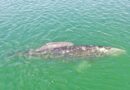 Inicia temporada de avistamiento de ballena gris en santuarios de El Vizcaíno, BCS