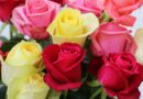 Este Día del Amor y la Amistad regala flores mexiquenses; EdoMéx concentra 78 % de producción nacional de rosa