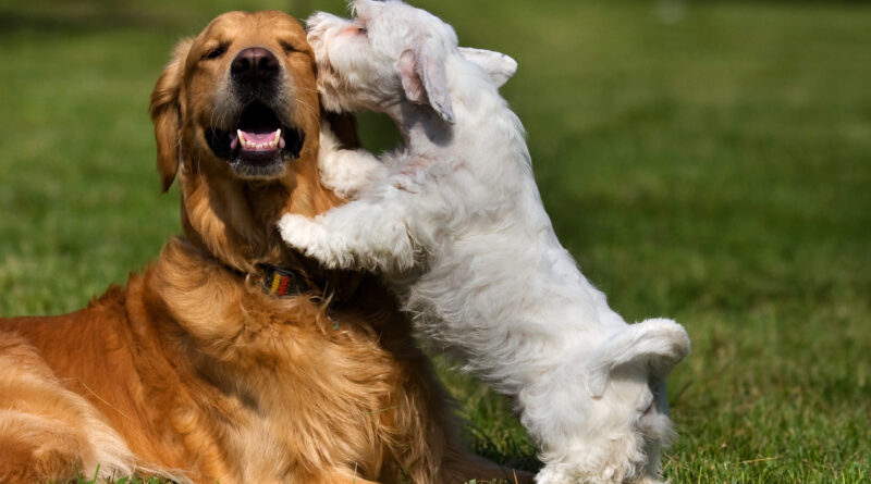 Esterilización responsable: cómo prevenir infecciones en la cicatrización de nuestras mascotas