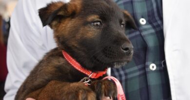 Gobierno del EdoMéx y municipios protegen derechos de seres sintientes en la “Capital Mundial del Bienestar Animal”