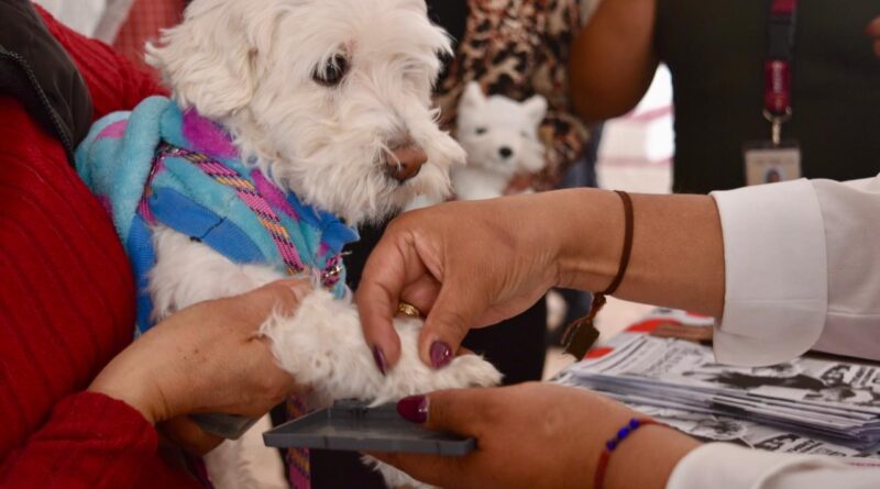 Ley de Bienestar Animal del EdoMéx contempla Registro Único de mascotas, Padrón de Asociaciones y Consejo Ciudadano