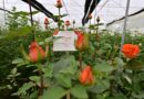 Arranca Gobierno de Delfina Gómez rutas turísticas del mezcal y la flor