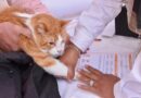 Entra en vigor Ley de Protección, Cuidado y Bienestar Animal del EdoMéx, referente nacional; endurece sanciones por maltrato, promueve adopción e integra Registro Único
