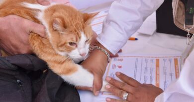 Entra en vigor Ley de Protección, Cuidado y Bienestar Animal del EdoMéx, referente nacional; endurece sanciones por maltrato, promueve adopción e integra Registro Único