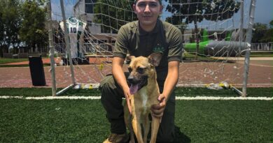 Encuentran un nuevo hogar 23 lomitos en los Destinos Futboleros del EdoMéx Encuentran un nuevo hogar 23 lomitos en los Destinos Futboleros del EdoMéx