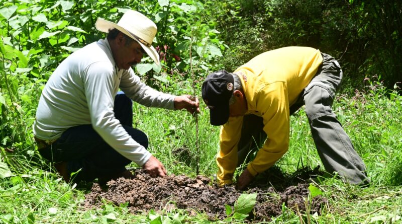 Restaura Gobierno del Estado de México Bosques de Galería para proteger ríos y conservar el agua