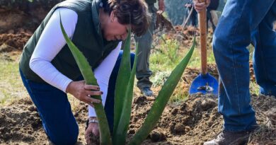 Gobernadora Delfina Gómez encabeza Jornada Nacional de Reforestación en EdoMéx; plantan 4 mil árboles