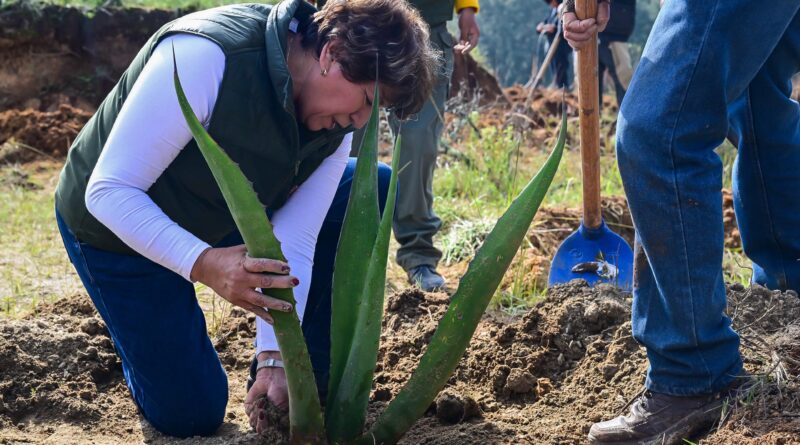 Gobernadora Delfina Gómez encabeza Jornada Nacional de Reforestación en EdoMéx; plantan 4 mil árboles