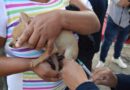 Con más de 10 millones de dosis aplicadas, EdoMéx ocupa primer lugar nacional en vacunación antirrábica canina y felina