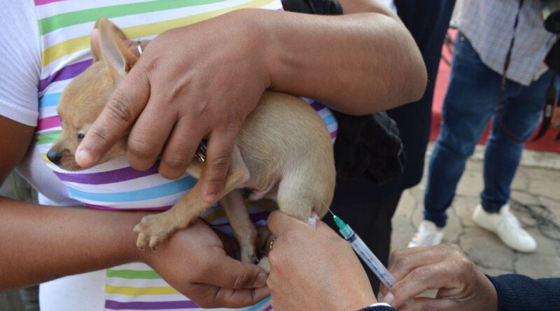 Con más de 10 millones de dosis aplicadas, EdoMéx ocupa primer lugar nacional en vacunación antirrábica canina y felina
