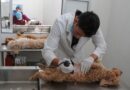 ¡Esteriliza a tus gatos y perros! Invita Gobierno del Edomex a campaña gratuita el 2 y 3 de septiembre en Neza