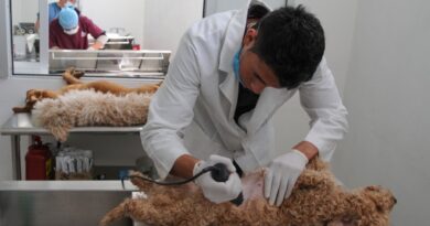 ¡Esteriliza a tus gatos y perros! Invita Gobierno del Edomex a campaña gratuita el 2 y 3 de septiembre en Neza