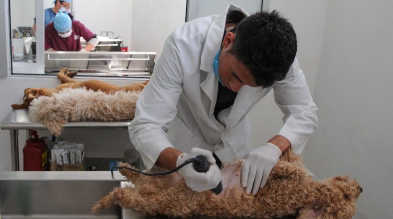 ¡Esteriliza a tus gatos y perros! Invita Gobierno del Edomex a campaña gratuita el 2 y 3 de septiembre en Neza
