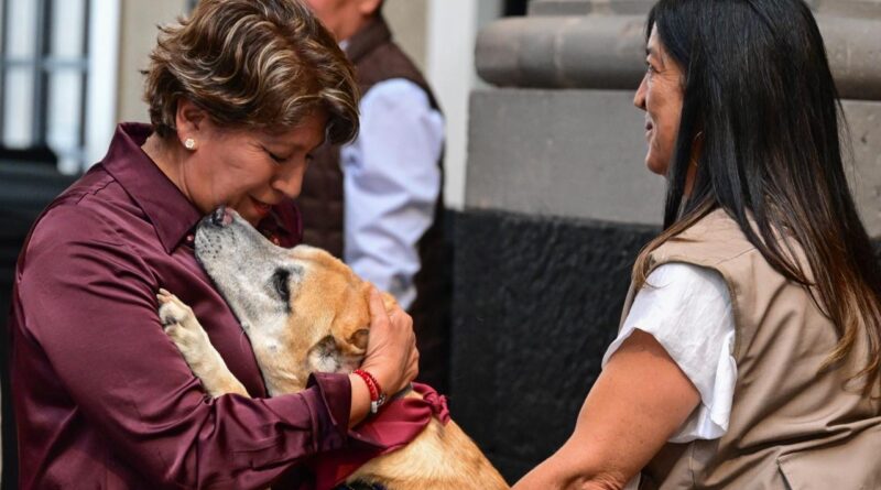 Gobierno de Delfina Gómez prioriza el bienestar de perros y gatos; realiza más de 185 mil esterilizaciones en el último año